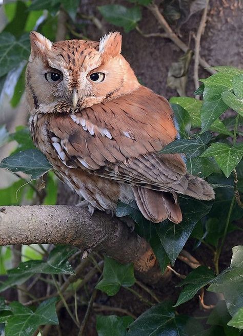 Drawing Owl, Eastern Screech Owl, Owl Drawing, Awesome Owls, Owl Photography, Red Owl, Bird Tattoos, Screech Owl, Owl Tattoo Design