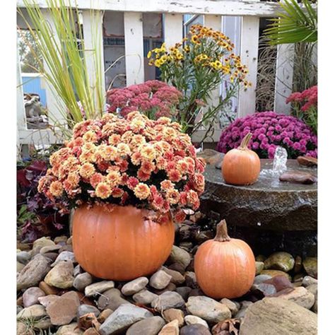 Mums Front Porch Fall Displays, Mums Front Porch, Stone Pumpkin, Mums In Pumpkins, Fall Garden Decor, Planting Pumpkins, Pumpkin Planter, Growing Pumpkins, Antique Stain