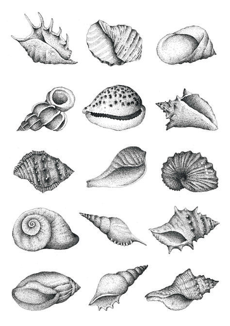 Seashell Tattoo, Shell Tattoo, Shell Drawing, Seashell Tattoos, Shell Tattoos, Sea Tattoo, Stippling Art, Theme Tattoo, White Tattoo