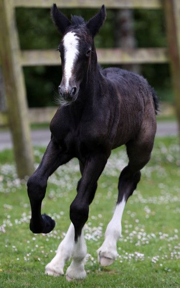 Shire filly foal. Grey Shire Horse, Shire Horses, Tattoos Outdoors, Horse Foal, Shire Horse, Black Horses, Baby Horses, Most Beautiful Animals, Horse World