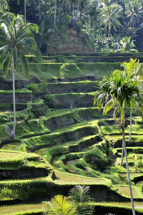 Discover Balinese culture: rice fields and green landscape are waiting for you next to Club Med Bali. Club Med Bali, Bali Dance, Bali Retreat, Bali House, All Inclusive Vacations, Rice Fields, Dance Film, All Inclusive Resort, Concept Ideas