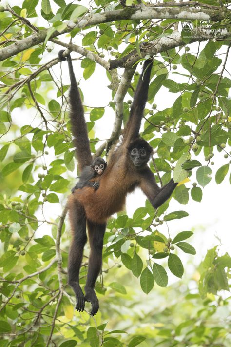 Spider monkey Jungle Pictures Photography, Jungle Pictures, Elizabeth Elliot, Jungle Photo, Amazon Forest, Spider Monkey, Monkey Pictures, Natural Selection, Photographs Of People