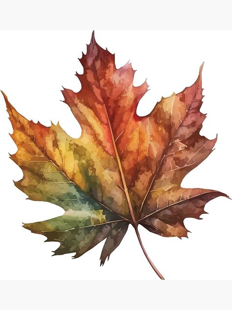 "An Autumn Maple Leaf - Watercolor Leaves and Trees" Art Print for Sale by GVRDesign | Redbubble Watercolor Maple Leaves, Maple Leaves Art, Maple Leaf Watercolor Paintings, Tea Stain Art, Autumn Maple Leaves, Watercolour Autumn Leaves, Autumn Pictures Art, Watercolor Art Leaves, Fall Watercolor Paintings Easy