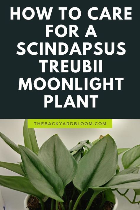 How to Care for a Scindapsus Treubii Moonlight Plant Moonlight Plant, Scindapsus Treubii Moonlight, Treubii Moonlight, Houseplants Low Light, Silver Plant, Trailing Plants, House Plant Care, House Plants Indoor, Little Garden