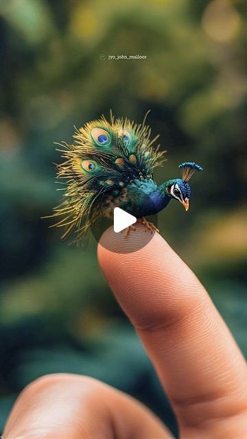 Baby Peacock, Peacock Photography, Peacock Baby, Peacock Pictures, Good Morning Roses, Peacock Bird, Cute Little Animals, New Friends, Pet Birds