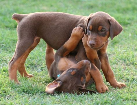 Makes me want to join in the fun :) #RedDobermanPuppies #Doberman Perro Doberman Pinscher, Red Doberman Pinscher, Red Doberman, Doberman Puppies, Doberman Pinscher Puppy, Doberman Love, Doberman Pinscher Dog, Doberman Puppy, Doberman Dogs