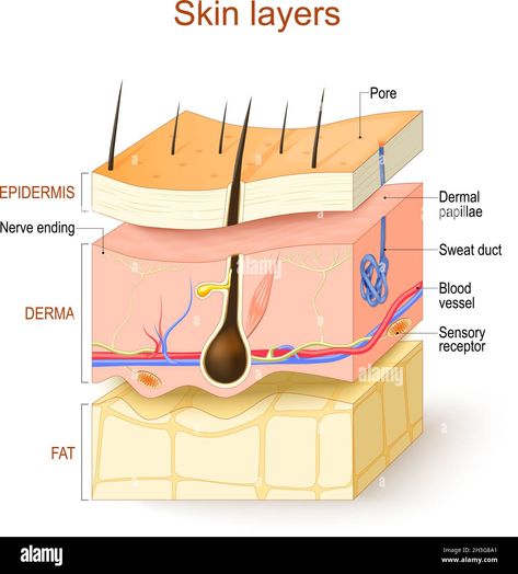 Download this stock vector: Skin layers. Epidermis, Derma, Hypodermis. Structure of the human skin: Hair, Sensory receptor and Nerve ending, Blood vessel, Pore, Dermal papillae - 2H3G8A1 from Alamy's library of millions of high resolution stock photos, illustrations and vectors. Skin Layers Anatomy Project, Skin Anatomy, Hair Science, Facial Anatomy, Skin Care Specialist, Skin Layers, Basic Anatomy And Physiology, Paper Flower Patterns, Skin Model