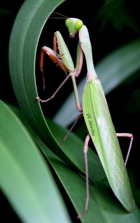 Spiny Flower Mantis, House Gecko, Mantis Insect, Mantis Marvel, Flower Mantis, Mantis Tattoo, Orchid Mantis, Into Video, Mantis Shrimp