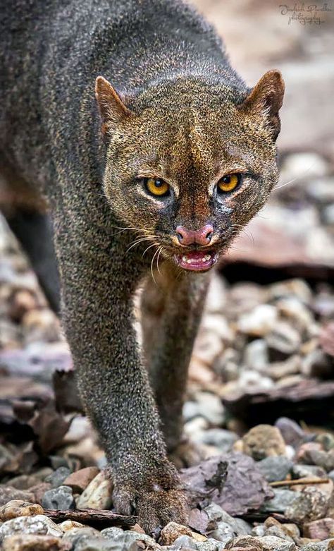 Wild Cat Species, Strange Animals, Small Wild Cats, Cat Species, Exotic Cats, Dangerous Animals, Unusual Animals, Majestic Animals, Silly Animals