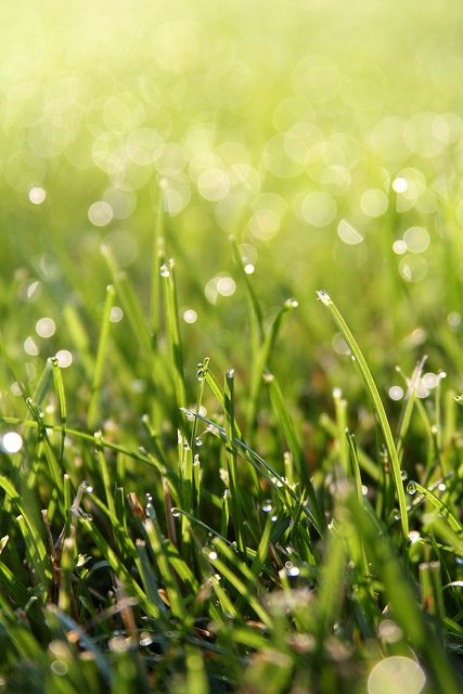 the smell of freshly cut grass Lemon Grass Aesthetic, Fresh Grass Aesthetic, Grass Green Aesthetic, Forest Grass Nature, Background Grass Nature, Fresh Cut Grass, Spring Shower, Happy Paintings, Spring Has Sprung