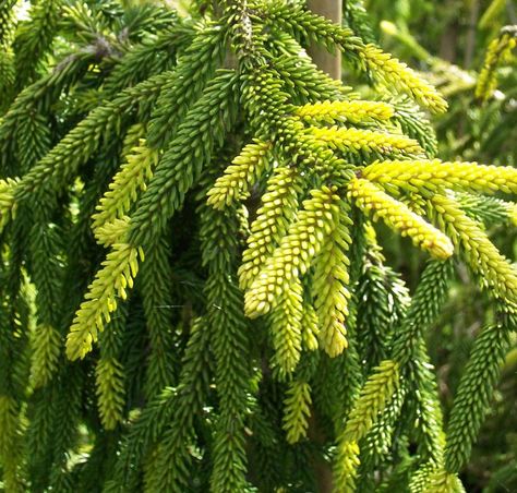 Picea Orientalis, Picea Omorika, Picea Glauca Conica, Picea Glauca, Austrian Pine Tree, Picea Pungens, Interesting Plants, Garden Therapy, Tall Trees