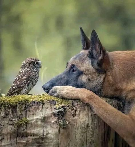 Earth Animals, Regard Animal, Science Earth, Unlikely Friends, Nature Science, Animals Friendship, Cute Wild Animals, Cute Animal Photos, Cute Animal Pictures