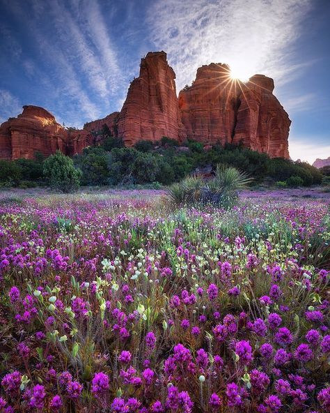 *🇺🇸 Red rock and wildflowers (Arizona) by Peter Coskun (@petercoskunnaturephotography) on Instagram 🏜🥀 Sedona Landscape, Sedona Arizona Travel, Arizona Aesthetic, Utah Parks, Visit Sedona, Arizona Photography, Arizona Landscape, Family Nature, Sedona Az