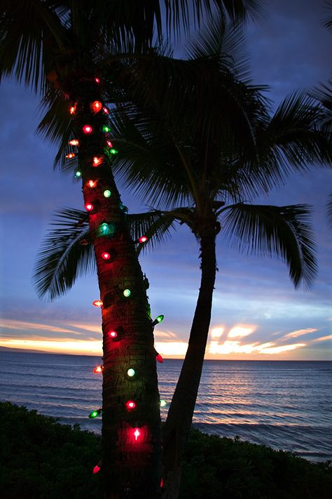 Christmas Palm Tree, Hawaii Christmas, Best Christmas Lights, Florida Christmas, Hawaiian Christmas, Tropical Holiday, Tropical Christmas, Beach Christmas, Coastal Christmas