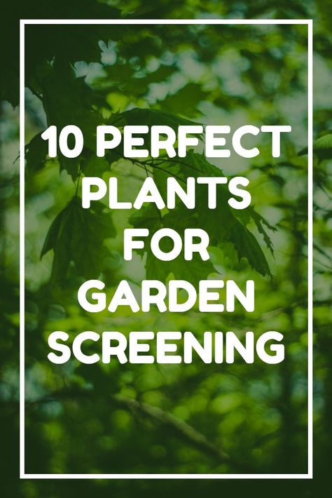 Balcony Screening Plants, Plants To Screen Neighbours, Natural Screening Garden, Creating Privacy In Backyard With Plants, Garden Privacy Plants, Plant Screening Ideas Outdoor, Garden Divider Ideas, Tall Plants For Privacy, Screening Ideas Outdoor