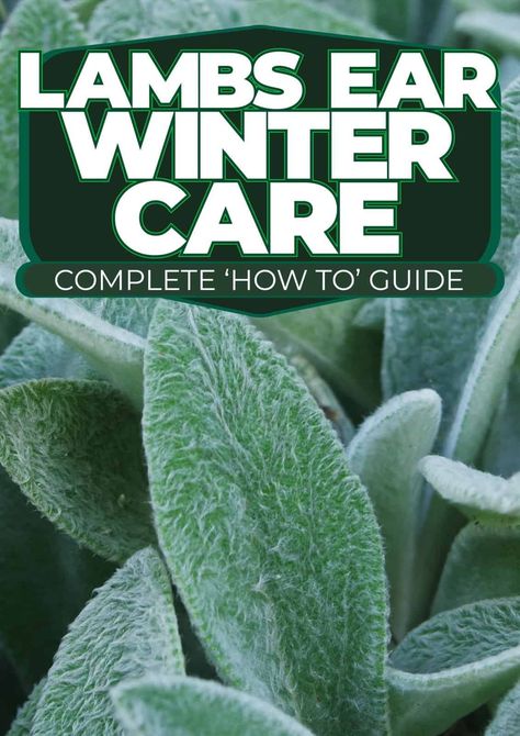 Winterizing Your Lambs Ear: A Complete Guide Lamb’s Ear Landscaping, What To Plant With Lambs Ear, Lambs Ear Landscaping, Lambs Ear Plant, Garden Core, Hawthorn Tree, Winter Gardening, Winter Care, Zone 10