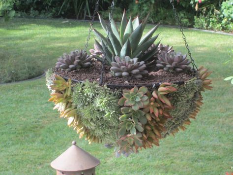 Succulent Hanging Basket | Another Green World: Hanging Baskets with Succulents Succulent Basket, Another Green World, Succulent Outdoor, Succulent Display, Succulent Landscaping, Green World, Hanging Flower Baskets, Hanging Succulents, Colorful Succulents