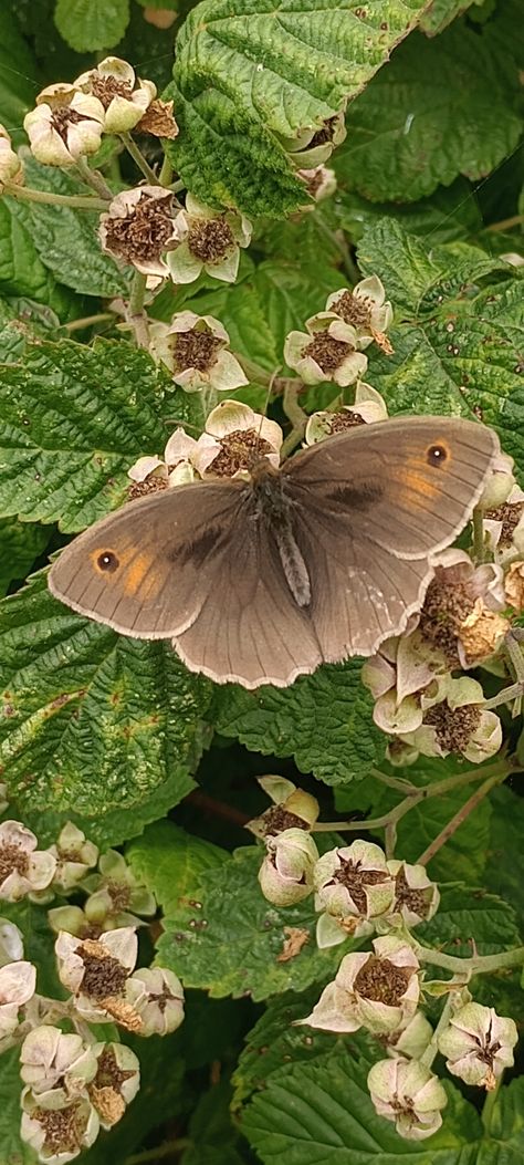 Meadow Brown Butterfly 🦋 Brown Butterfly Drawing, Brown Butterfly Aesthetic, Green Moth Aesthetic, Forest Butterfly Aesthetic, Forest Butterfly, Brown Moth Aesthetic, Brown Moth, Drawings Inspo, Brown Butterfly