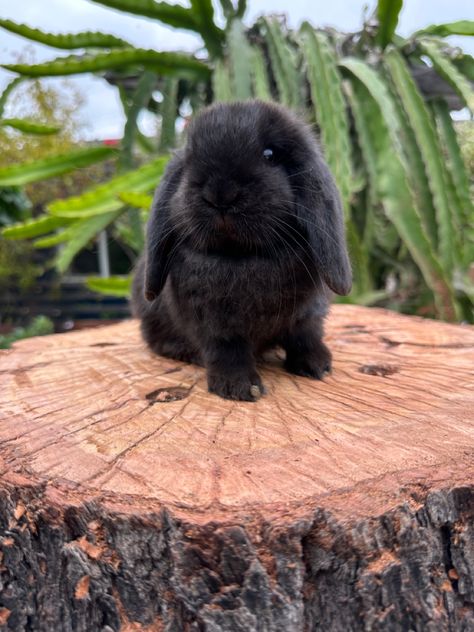 Black bunny rabbit Holland lop sitting on a tree trunk Black Holland Lop Bunny, Bunny Breeds, Holland Lop Bunny, Cutest Bunnies, Rabbit Pose, Mini Lop Bunnies, Lop Bunnies, Holland Lop Bunnies, Lop Bunny