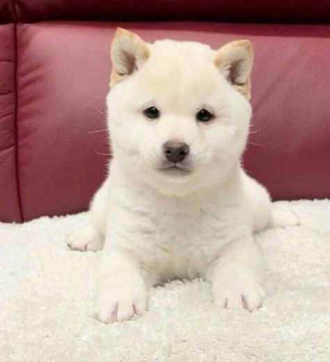 Shiba Inu Puppy White, White Shiba Inu Dog, Shiba Puppies, White Shiba Inu, Shiba Inu Puppies, Tupac Wallpaper, Shiba Puppy, Shiba Inu Puppy, 2 Dogs