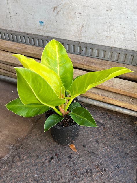 8” Philodendron Moonlight 1PPP 14-20" Philodendron Dean Mcdowell, Philodendron Moonlight, Plant Aesthetic, House Plants, Lemon, Plants, Flowers