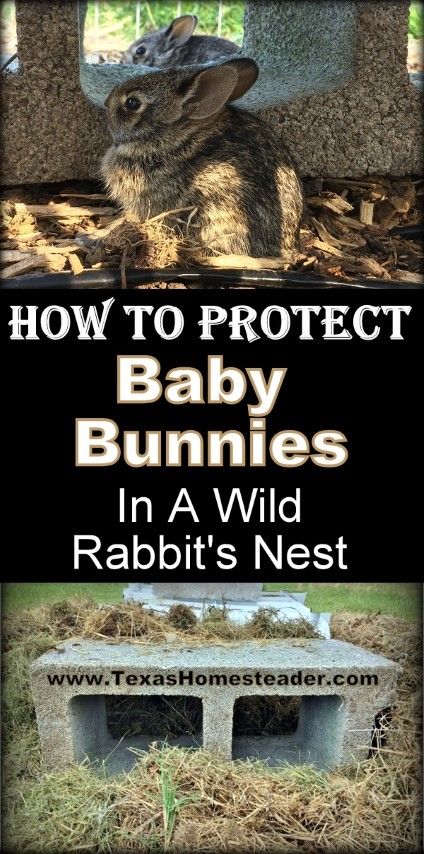 Mama rabbit nested in an unsafe place. I needed to keep the baby bunny kits safe from our dog until they were old enough to be on their own. Come see how I easily protected them using what I had at home. #TexasHomesteader #WildRabbit #BabyBunny #BabyKits Rabbit Nesting Box, Wild Baby Rabbits, Nesting Boxes Diy, Rabbit Nest, Keeping Goats, Outdoor Rabbit, Baby Rabbits, Wild Bunny, Rabbit Hide