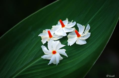 Pavizhamalli (Night Jasmine, Coral Jasmine, പവിഴമല്ലി ) | Flickr - Photo Sharing! Night Jasmine, Ma Durga, Valley Of Flowers, I Am Creative, Watercolor Flowers Tutorial, Indian Flowers, Ray Of Light, Good Morning Beautiful Flowers, Beautiful Flowers Photography