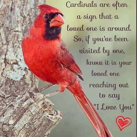 I’ve had so many visits lately by these birds. Cardinals Birds Meaning, Cardinal Sayings, Cardinal Birds Meaning, Cardinal Meaning, Cardinal Quotes, Cardinal Symbolism, Bird Meaning, Bird Quotes, Heaven Quotes