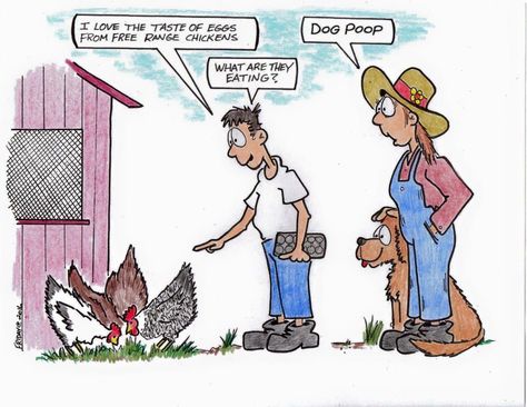 Chicken Shaming, Chicken Meme, Chicken Jokes, Wild Chicken, Home To Roost, Period Humor, Baby Chickens, Border Patrol, Cute Chickens