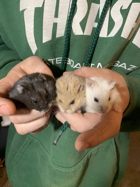 Campbell's dwarf hamster Rodents For Sale | Benicia, CA Hamster Facts, Lydia Core, Russian Hamster, Benicia California, Small Hamster, Pet Hamster, Hamster Care, Hamster Cages, Cute Small Animals