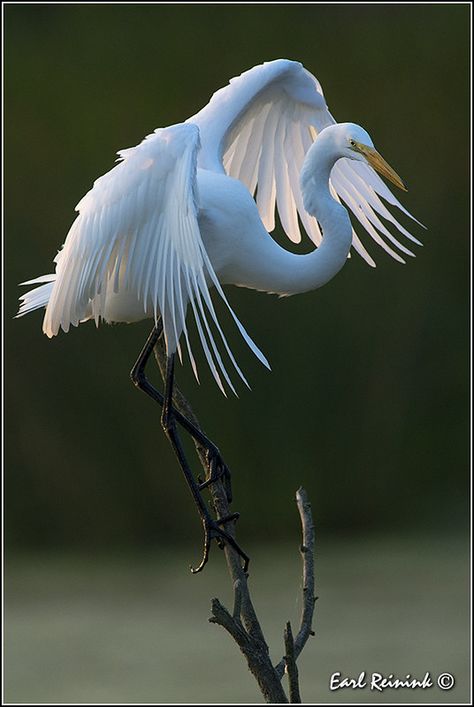 Animal Psychology, Heron Art, Great Egret, Animal Study, Herons, Airbrush Art, Nature Birds, Bird Pictures, Exotic Birds