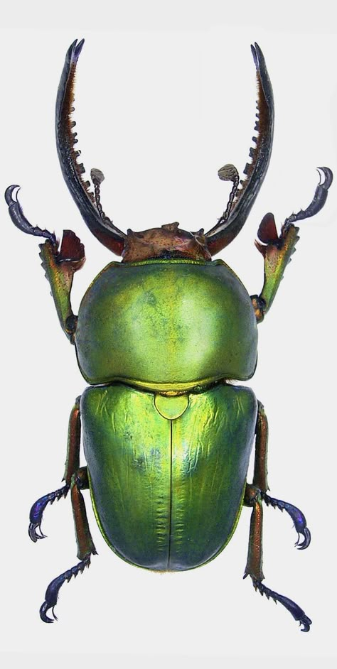 Beautiful Beetles, Beetle Scarab, Green Beetle, Beetle Art, Cool Insects, Beetle Insect, Cool Bugs, Bug Art, Hedge Trimmer