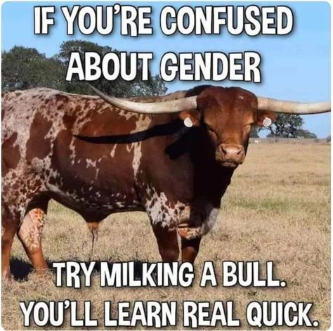 Gender Confusion, Conservative Memes, Farm Humor, Conservative Humor, Jokes And Riddles, Tri Cities, Funny Images Laughter, Real Quick, Top Memes