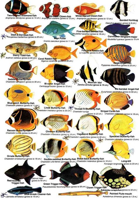 Tropical Fish – Reefcare Long Reef Caribbean Fish, Dash And Dot, Fox Face, Clown Fish, Tropical Fish, Catfish, Art Ideas, Road Trip, Fish