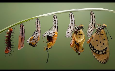 An ugly caterpillar transforms into a beautiful butterfly after spending a week in a black and white striped chrysalis. The female tawny coster butterfly emerged from its cocoon after a week and then spent two hours holding onto her old home as her wings dried. The striking black and white striped chrysalis, which hung from a blade of grass, was around 1.7cm long. After a week, the butterfly which had been going through her metamorphosis was able to emerge from the chrysalis in just five min... Butterfly Evolution, Butterfly Cocoon, Metamorphosis Art, Evolution Tattoo, Butterfly Metamorphosis, Butterfly Background, Butterfly Life Cycle, Monarch Butterflies, Butterfly Drawing