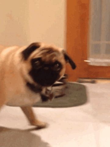 New trending GIF on Giphy Grumble Of Pugs, Epic Gif, Fat Dogs, Best Gif, Shelter Dog, Good Gif, Mom Jokes, The Other Guys, Pug Love