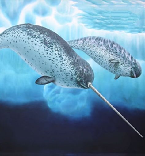 Narwhal Pictures, Ocean Mural, Sea Mammal, Water Animals, Water Life, Arctic Animals, Marine Mammals, Under Water, Narwhal