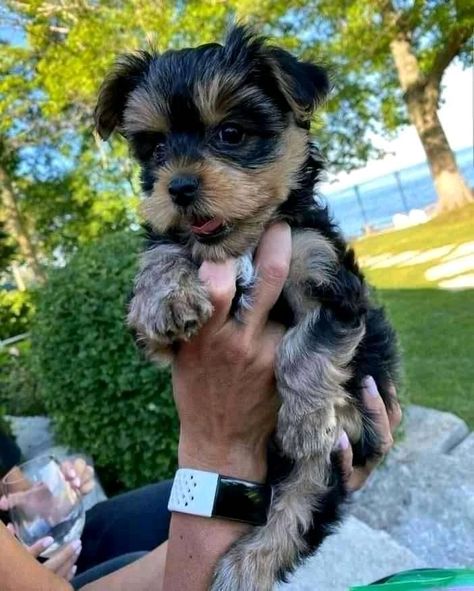 Long Haired Yorkie, Toys Organization, Teacup Yorkie Puppy, Puppy Mom, Yorkie Puppies, Very Cute Puppies, Super Cute Puppies, Teacup Yorkie, Cute Animals Puppies