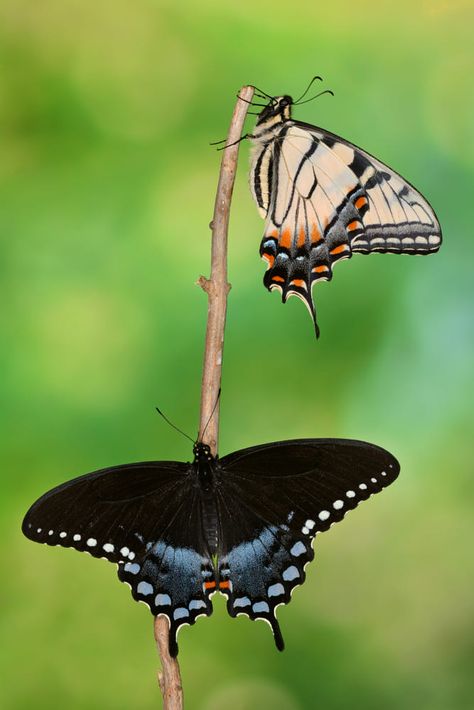 Spicebush Swallowtail Butterfly, Spicebush Swallowtail, Butterfly Tattoo Cover Up, Moth Species, Insect Photos, Botanical Sketchbook, Insect Photography, Sleeve Ideas, Swallowtail Butterfly