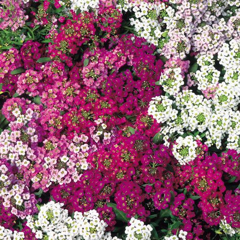 Alyssum Flower, Alyssum Flowers, Sweet Alyssum, Wall Plants, Rock Wall, Annual Flowers, Gardening Flowers, Garden Design Ideas, Flowers Perennials