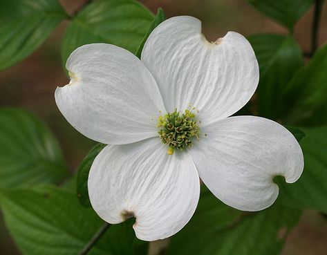 Memorial Tattoos Mom, Cornus Florida, Boxwood Tree, Flowering Dogwood, Dogwood Blooms, Dogwood Flower, Florida Springs, Paper Plants, Dogwood Trees