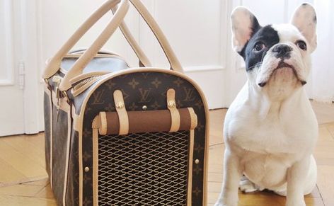 Louis Vuitton Dog Carrier, Dog Holder, Designer Dog Carriers, Designer Dog, Dog Carrier, Pets Dogs, Luxury Bag, Dog Beds, Pet Carriers