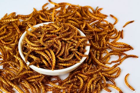 2Lbs Dried Mealworms for Wild BirdChickens fish EctNet weight 32oz not 30oz  *** More info could be found at the image url.(It is Amazon affiliate link) #BirdsIdeas Meal Worms, Chicken Treats, Laying Hens, Chicken Feed, Bird Food, Food Source, High Protein Recipes, Fresh Vegetables, Wild Birds