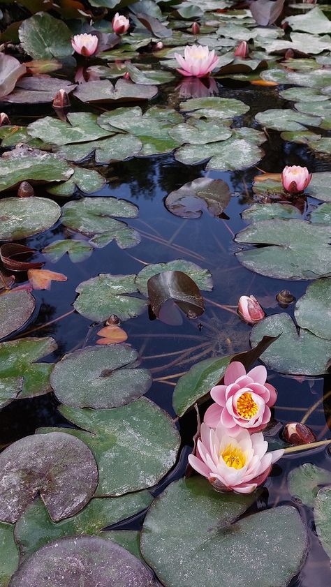 Water Lilies Photo, Waterlily Painting, Water Lilies Art, Japanese Water, Lily Painting, Macro Flower, Botanical Illustrations, Lily Pond, Botanical Drawings