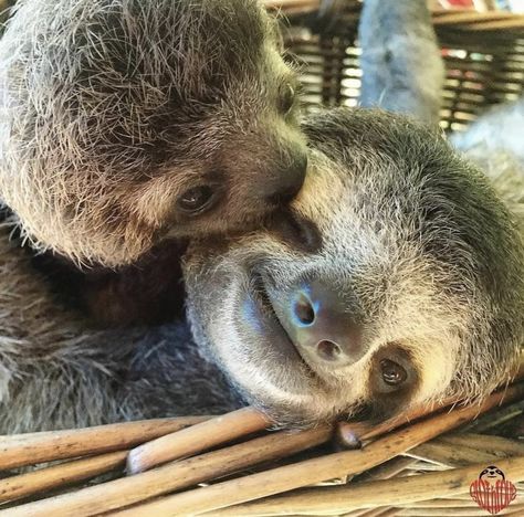 Cute Sloth Pictures, One Last Kiss, Sloth Art, The Call Of The Wild, Last Kiss, Sloth Lovers, Little Animals, Baby Sloth, Call Of The Wild