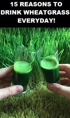 15 Amazing Reasons to Drink Wheatgrass Juice Everyday! Wheatgrass Benefits, Wheatgrass Smoothie, Wheatgrass Juice, Maharashtrian Recipes, Kids Juice, Juicing Benefits, Everyday Health, Juicing For Health, Holistic Remedies