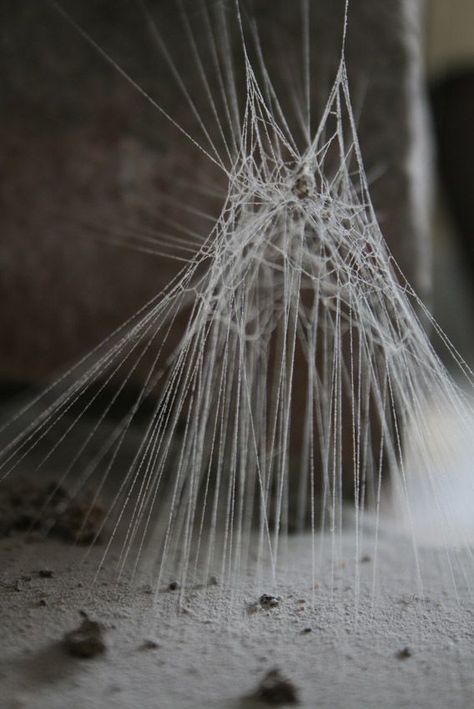 Vertical Itsy Bitsy Spider, Deco Nature, Spider Art, Spider Webs, Kesha, Arachnids, Water Droplets, Natural Forms, Land Art