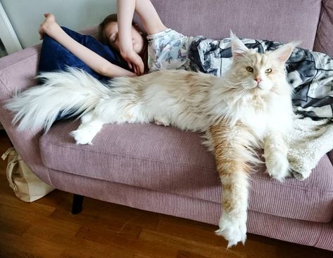 The Maine Coon cat looks like a mythical creature from a fairytale. As one of the largest domesticated breeds, even just lounging on a couch looks majestic. The Laperm, American Bobtail, Korat, Exotic Shorthair, Rare Animals, Manx, Domestic Cat, Maine Coon, Beautiful Cats