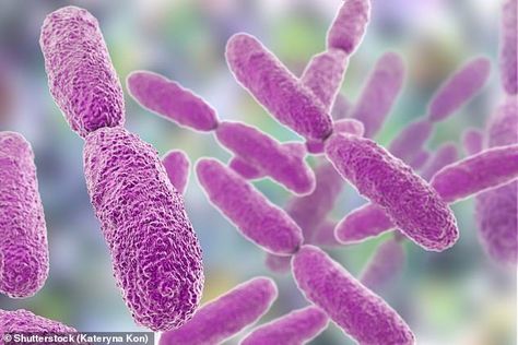 A type of bacteria called Klebsiella pneumoniae (pictured, an illustration of the bacteria) are increasingly becoming resistant to antibiotics used widely in hospitals Klebsiella Pneumoniae, Blood Infection, Ic Diet, Gut Bacteria, Urinary Tract