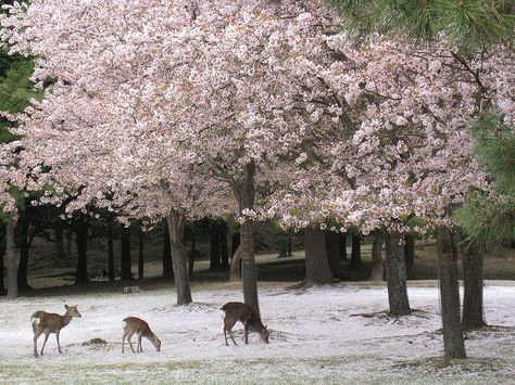 Cherry blossoms and deer in Nara, Japan Nara Japan, Japan Aesthetic, Blossom Trees, Laptop Wallpaper, Pretty Places, Pretty Flowers, The Snow, Pretty Pictures, Mother Nature